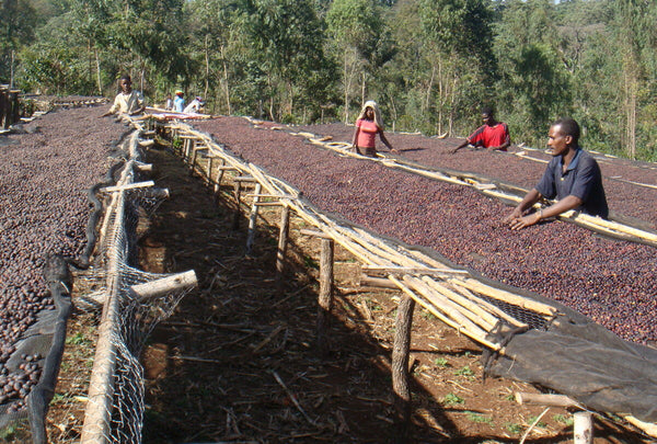Natural process coffee drying, Ethiopia