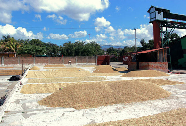 Washed coffee drying at La Florencia in Nicaragua
