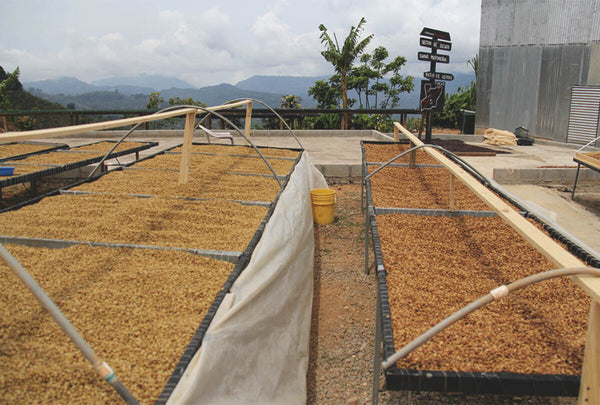 Yellow honey (left) and black honey (right) processed coffee at Minor Esquival's farm, La Pastora in Costa Rica.