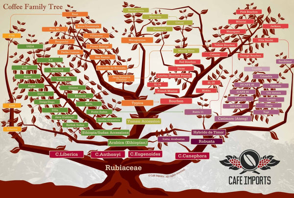 Coffee Family Tree, by Cafe Imports